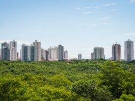 Dalle foreste urbane al cosmetico: potenziale bioattivo degli estratti di specie legnose Dalle foreste urbane al cosmetico: potenziale bioattivo degli estratti di specie legnose