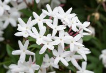 Da quattro specie di gelsomino composti volatili floreali per profumi e cosmetici Da quattro specie del gelsomino composti volatili floreali