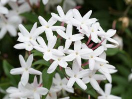 Da quattro specie di gelsomino composti volatili floreali per profumi e cosmetici Da quattro specie del gelsomino composti volatili floreali