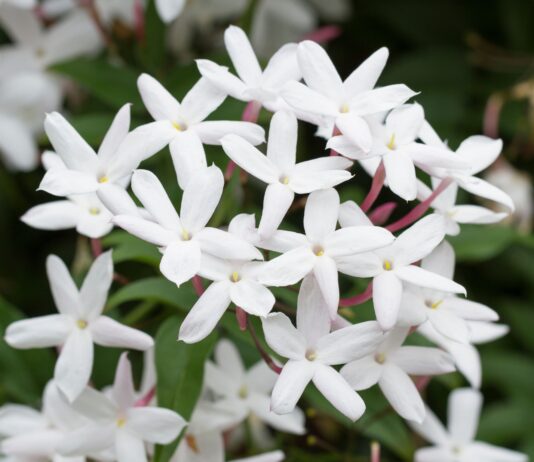 Da quattro specie di gelsomino composti volatili floreali per profumi e cosmetici Da quattro specie del gelsomino composti volatili floreali
