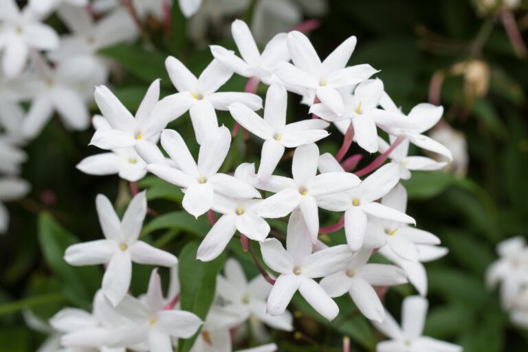 Da quattro specie di gelsomino composti volatili floreali per profumi e cosmetici