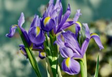 Iris, alla radice della bellezza: una mostra multisensoriale al Giardino dell’Iris di Firenze Iris, alla radice della bellezza: una mostra multisensoriale al Giardino dell’Iris di Firenze