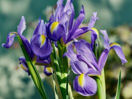 Iris, alla radice della bellezza: una mostra multisensoriale al Giardino dell’Iris di Firenze Iris, alla radice della bellezza: una mostra multisensoriale al Giardino dell’Iris di Firenze