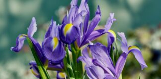 Iris, alla radice della bellezza: una mostra multisensoriale al Giardino dell’Iris di Firenze Iris, alla radice della bellezza: una mostra multisensoriale al Giardino dell’Iris di Firenze