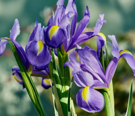 Iris, alla radice della bellezza: una mostra multisensoriale al Giardino dell’Iris di Firenze Iris, alla radice della bellezza: una mostra multisensoriale al Giardino dell’Iris di Firenze