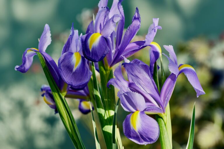 Iris, alla radice della bellezza: una mostra multisensoriale al Giardino dell’Iris di Firenze