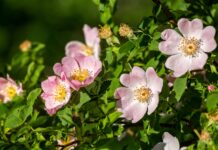 Bioattivi dalla rosa canina per cosmetici e nutricosmetici Bioattivi dalla rosa canina per cosmetici e nutricosmetici