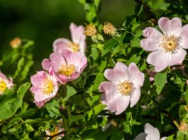 Bioattivi dalla rosa canina per cosmetici e nutricosmetici Bioattivi dalla rosa canina per cosmetici e nutricosmetici