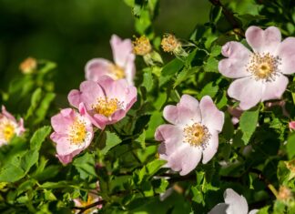 Bioattivi dalla rosa canina per cosmetici e nutricosmetici Bioattivi dalla rosa canina per cosmetici e nutricosmetici