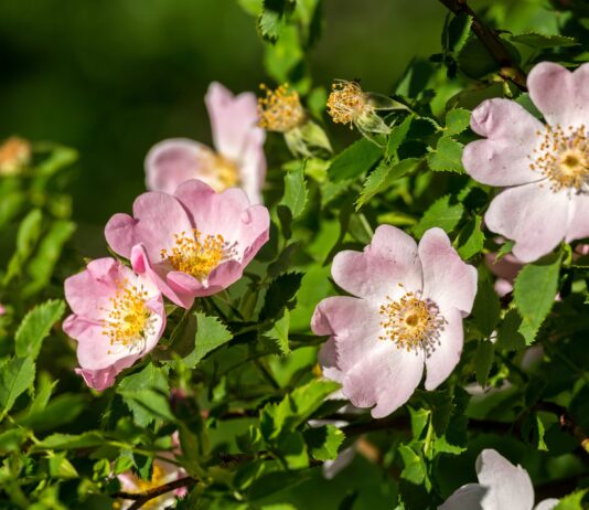 Bioattivi dalla rosa canina per cosmetici e nutricosmetici Bioattivi dalla rosa canina per cosmetici e nutricosmetici