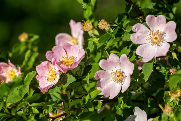 Bioattivi dalla rosa canina per cosmetici e nutricosmetici