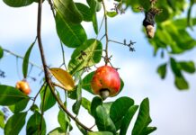 Composti bioattivi da Anacardium per cosmetici antiage e fotoprotettivi Composti bioattivi da Anacardium per cosmetici antiage e fotoprotettivi