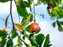 Composti bioattivi da Anacardium per cosmetici antiage e fotoprotettivi Composti bioattivi da Anacardium per cosmetici antiage e fotoprotettivi