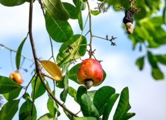 Composti bioattivi da Anacardium per cosmetici antiage e fotoprotettivi Composti bioattivi da Anacardium per cosmetici antiage e fotoprotettivi