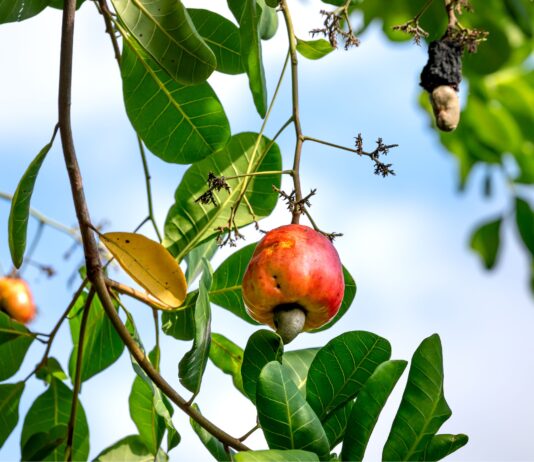 Composti bioattivi da Anacardium per cosmetici antiage e fotoprotettivi Composti bioattivi da Anacardium per cosmetici antiage e fotoprotettivi