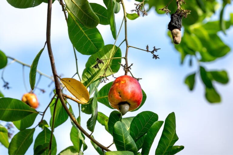 Composti bioattivi da Anacardium per cosmetici antiage e fotoprotettivi