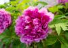 Estratti dalla peonia per applicazioni cosmetiche contro il fotoinvecchiamento Estratti dalla peonia per applicazioni cosmetiche contro il fotoinvecchiamento