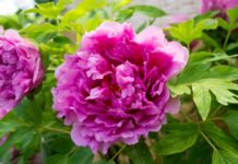 Estratti dalla peonia per applicazioni cosmetiche contro il fotoinvecchiamento Estratti dalla peonia per applicazioni cosmetiche contro il fotoinvecchiamento
