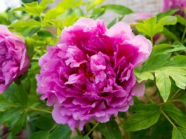 Estratti dalla peonia per applicazioni cosmetiche contro il fotoinvecchiamento Estratti dalla peonia per applicazioni cosmetiche contro il fotoinvecchiamento
