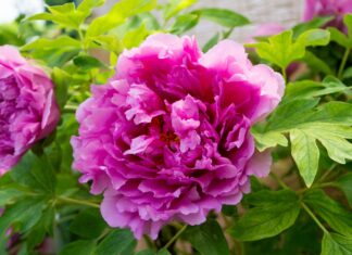 Estratti dalla peonia per applicazioni cosmetiche contro il fotoinvecchiamento Estratti dalla peonia per applicazioni cosmetiche contro il fotoinvecchiamento