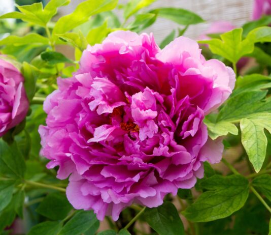 Estratti dalla peonia per applicazioni cosmetiche contro il fotoinvecchiamento Estratti dalla peonia per applicazioni cosmetiche contro il fotoinvecchiamento