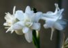 Potenziale anti-melanogenico dell’estratto di Polianthes tuberosa Potenziale anti-melanogenico dell'estratto di Polianthes tuberosa