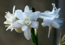 Potenziale anti-melanogenico dell’estratto di Polianthes tuberosa Potenziale anti-melanogenico dell'estratto di Polianthes tuberosa