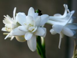 Potenziale anti-melanogenico dell’estratto di Polianthes tuberosa Potenziale anti-melanogenico dell'estratto di Polianthes tuberosa