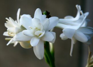 Potenziale anti-melanogenico dell’estratto di Polianthes tuberosa Potenziale anti-melanogenico dell'estratto di Polianthes tuberosa