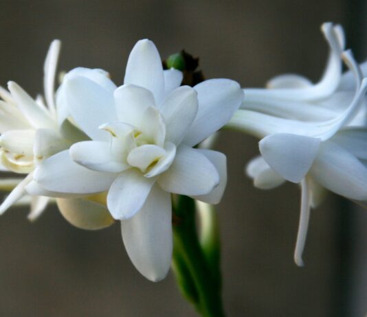 Potenziale anti-melanogenico dell’estratto di Polianthes tuberosa Potenziale anti-melanogenico dell'estratto di Polianthes tuberosa
