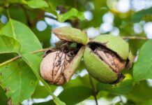 Olio di noce come materia prima per applicazioni cosmetiche Olio di noce come materia prima per applicazioni cosmetiche