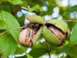 Olio di noce come materia prima per applicazioni cosmetiche Olio di noce come materia prima per applicazioni cosmetiche
