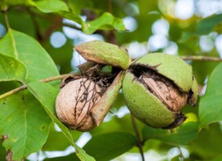 Olio di noce come materia prima per applicazioni cosmetiche Olio di noce come materia prima per applicazioni cosmetiche