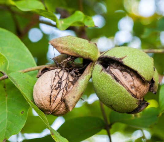 Olio di noce come materia prima per applicazioni cosmetiche Olio di noce come materia prima per applicazioni cosmetiche