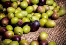 Sottoprodotti agroindustriali in cosmesi tra ricerca sperimentale e applicazione industriale Sottoprodotti agroindustriali in cosmesi: colmare il divario tra ricerca sperimentale e applicazione industriale