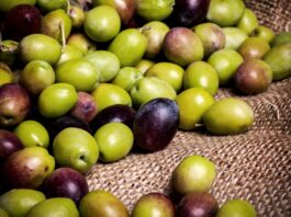 Sottoprodotti agroindustriali in cosmesi tra ricerca sperimentale e applicazione industriale Sottoprodotti agroindustriali in cosmesi: colmare il divario tra ricerca sperimentale e applicazione industriale