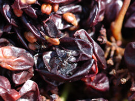 Nanoparticelle di vinacce siciliane per applicazioni sostenibili Nanoparticelle di vinacce siciliane per applicazioni sostenibili