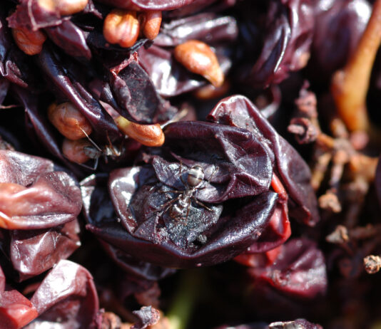 Nanoparticelle di vinacce siciliane per applicazioni sostenibili Nanoparticelle di vinacce siciliane per applicazioni sostenibili