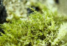 Potenziale antiage dei polisaccaridi solfati dall’alga verde Cladophora vagabunda Potenziale antiage dei polisaccaridi solfati dall’alga verde Cladophora vagabunda