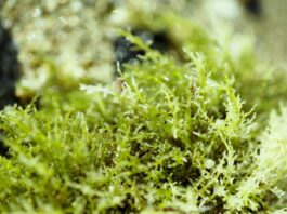 Potenziale antiage dei polisaccaridi solfati dall’alga verde Cladophora vagabunda Potenziale antiage dei polisaccaridi solfati dall’alga verde Cladophora vagabunda