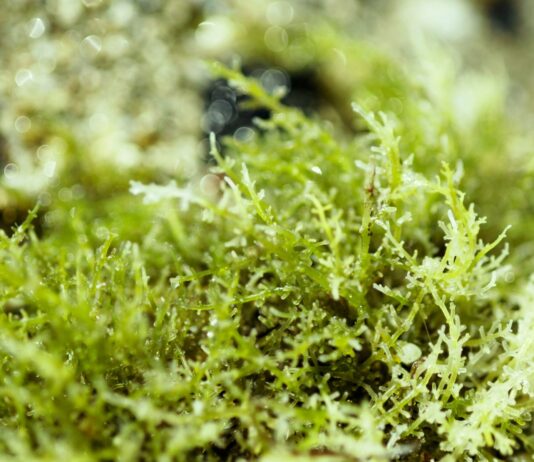 Potenziale antiage dei polisaccaridi solfati dall’alga verde Cladophora vagabunda Potenziale antiage dei polisaccaridi solfati dall’alga verde Cladophora vagabunda