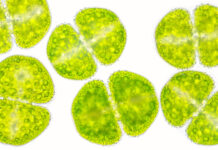 Proteine dalle microalghe come bioattivi cosmetici sostenibili Proteine dalle microalghe come bioattivi cosmetici sostenibili