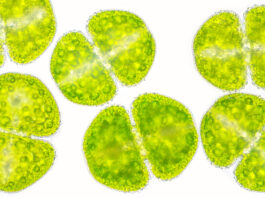 Proteine dalle microalghe come bioattivi cosmetici sostenibili Proteine dalle microalghe come bioattivi cosmetici sostenibili