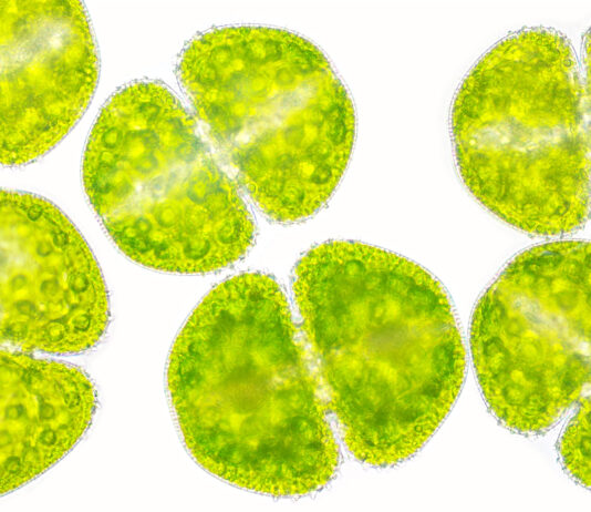 Proteine dalle microalghe come bioattivi cosmetici sostenibili Proteine dalle microalghe come bioattivi cosmetici sostenibili