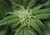 Bioattivi dalle radici avventizie di Cannabis sativa contro i danni da UVB Uno studio esplora il potenziale delle colture di radici avventizie di Cannabis sativa per la produzione di nanoparticelle simili a vescicole extracellulari e ne valuta gli effetti protettivi contro i danni indotti dai raggi UVB nei cheratinociti umani