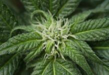 Bioattivi dalle radici avventizie di Cannabis sativa contro i danni da UVB Uno studio esplora il potenziale delle colture di radici avventizie di Cannabis sativa per la produzione di nanoparticelle simili a vescicole extracellulari e ne valuta gli effetti protettivi contro i danni indotti dai raggi UVB nei cheratinociti umani