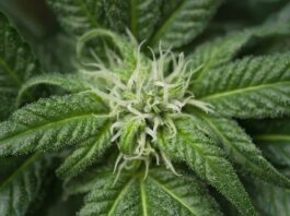 Bioattivi dalle radici avventizie di Cannabis sativa contro i danni da UVB Uno studio esplora il potenziale delle colture di radici avventizie di Cannabis sativa per la produzione di nanoparticelle simili a vescicole extracellulari e ne valuta gli effetti protettivi contro i danni indotti dai raggi UVB nei cheratinociti umani