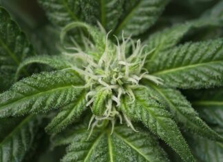 Bioattivi dalle radici avventizie di Cannabis sativa contro i danni da UVB Uno studio esplora il potenziale delle colture di radici avventizie di Cannabis sativa per la produzione di nanoparticelle simili a vescicole extracellulari e ne valuta gli effetti protettivi contro i danni indotti dai raggi UVB nei cheratinociti umani
