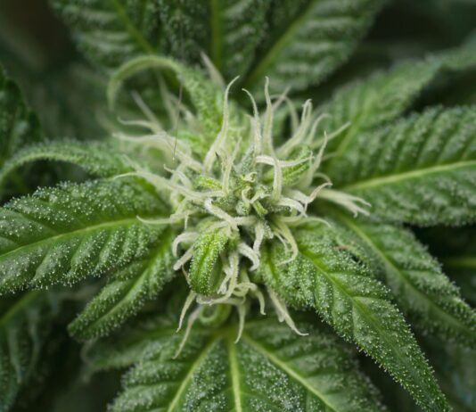 Bioattivi dalle radici avventizie di Cannabis sativa contro i danni da UVB Uno studio esplora il potenziale delle colture di radici avventizie di Cannabis sativa per la produzione di nanoparticelle simili a vescicole extracellulari e ne valuta gli effetti protettivi contro i danni indotti dai raggi UVB nei cheratinociti umani