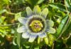 Polisaccaride dalla fermentazione di passiflora contro i danni fotoindotti dai raggi UVB Polisaccaride dalla fermentazione di passiflora contro i danni fotoindotti dai raggi UVB